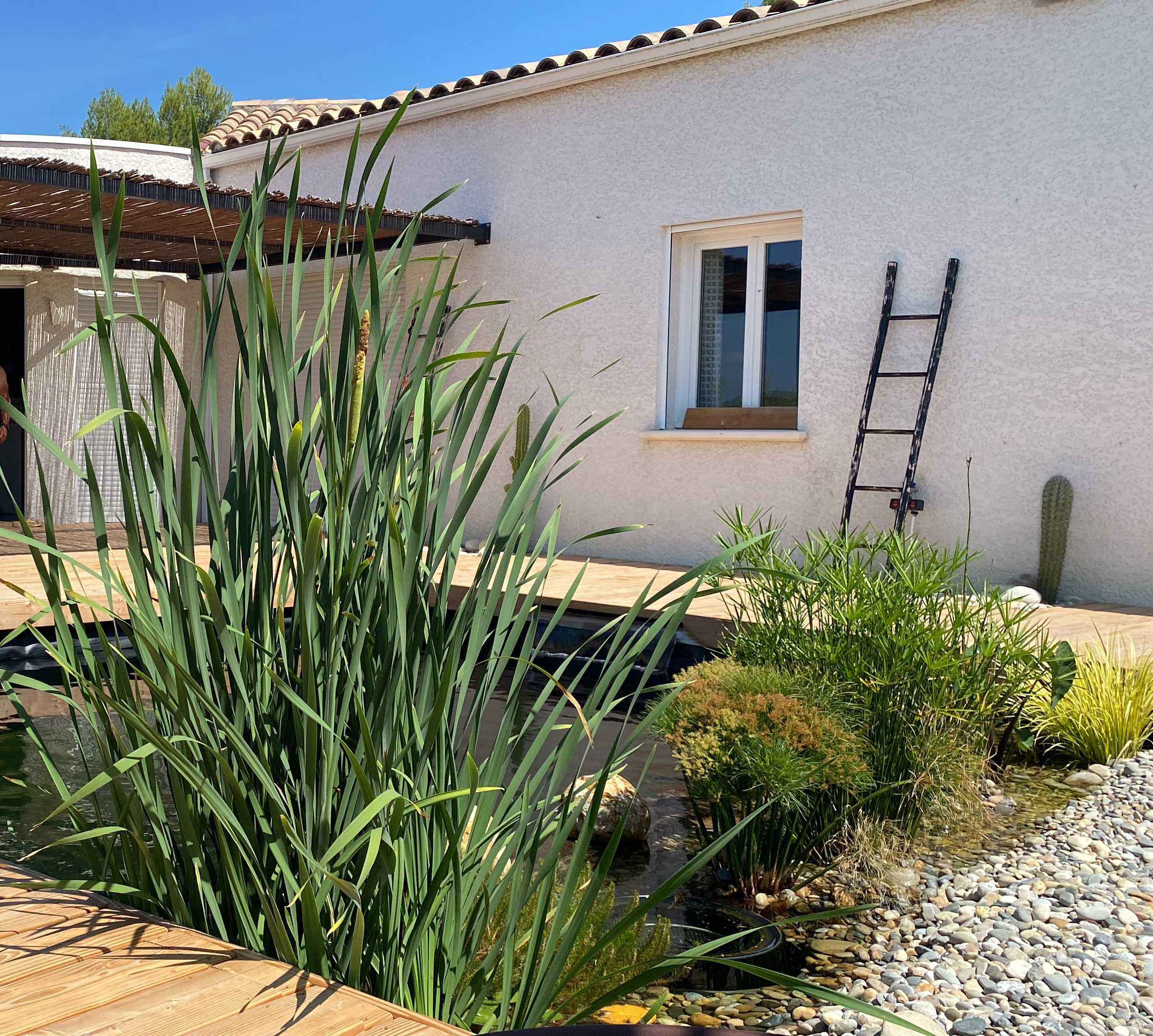 Bassin Biologique, Plantes Aquatiques