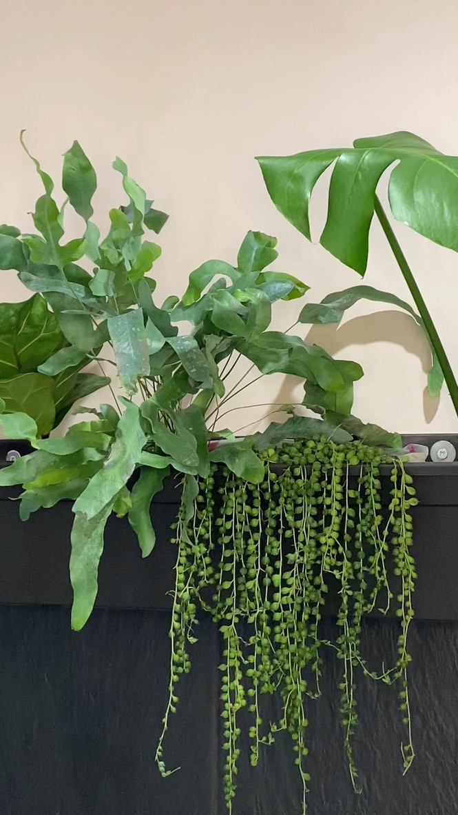Jardinières de plantes suspendues